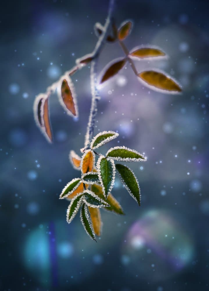Frozen Leaves Sparkle by Nikki Georgieva V E G A N I K — canvas wall art