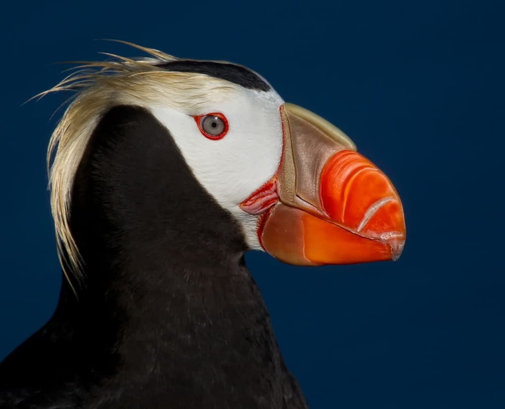 Majestic Tufted Puffin by Alfred Forns — canvas wall art