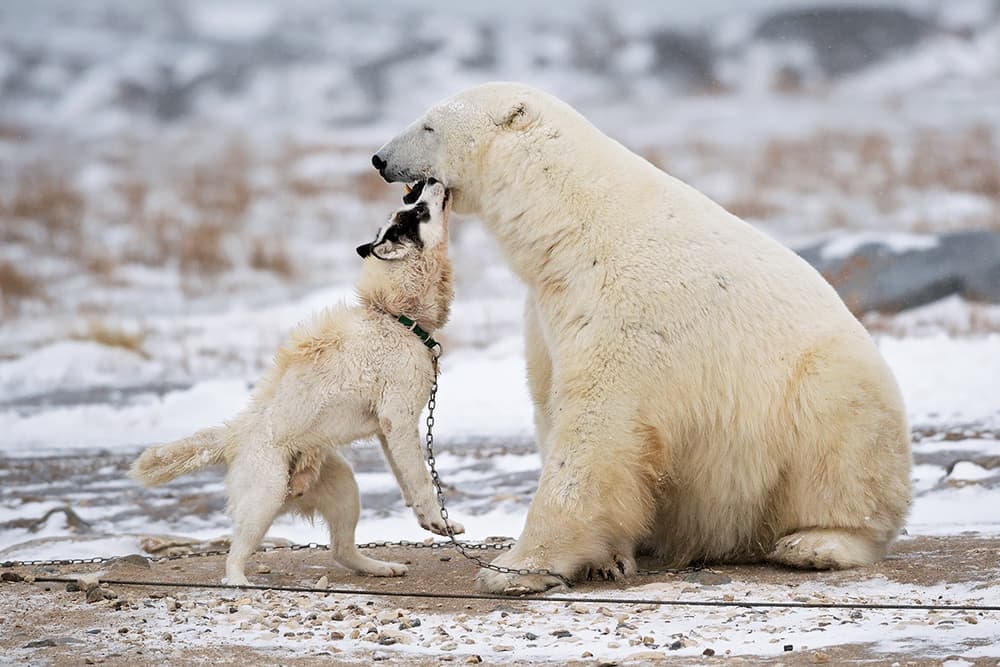 Polar Bear Dog Curiosity by Marco Pozzi — canvas wall art