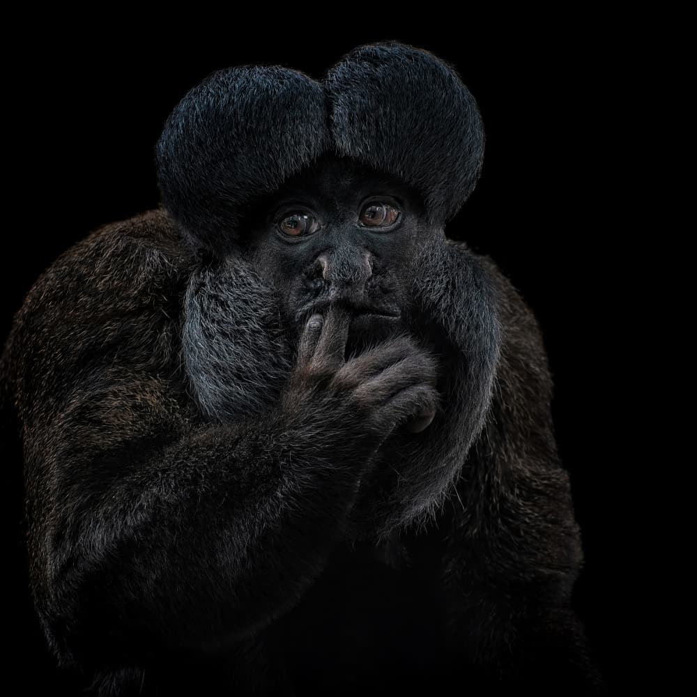 Shush Monkey Portrait by Mathilde Guillemot — canvas wall art
