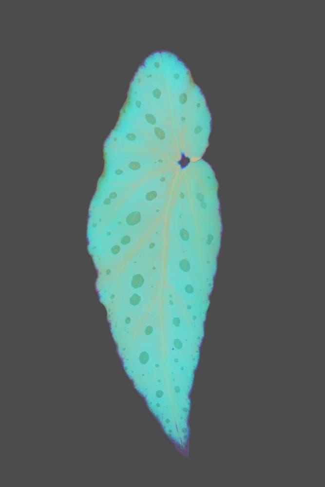 Stomata by Shot by Clint — canvas wall art