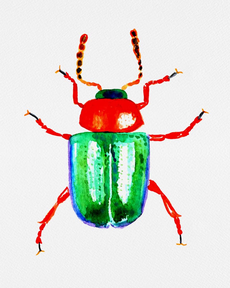 Vibrant Green Beetle by Kata Botanical — canvas wall art