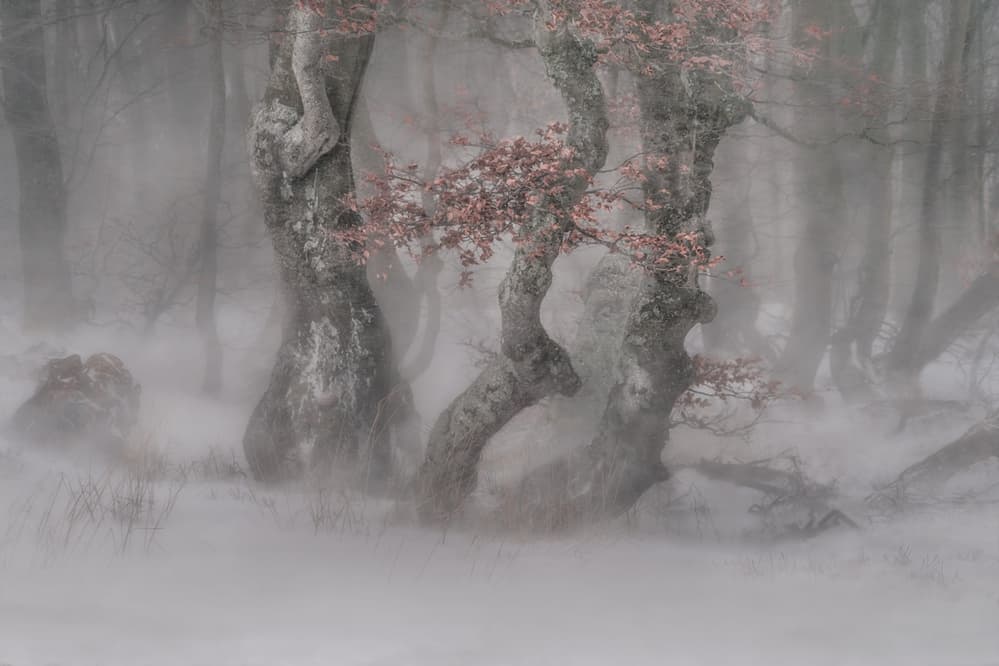 Misty Winter Forest by Peter Svoboda MQEP — canvas wall art