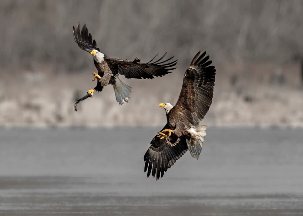 Eagles Mid-Air Pursuit by Rob Li — canvas wall art