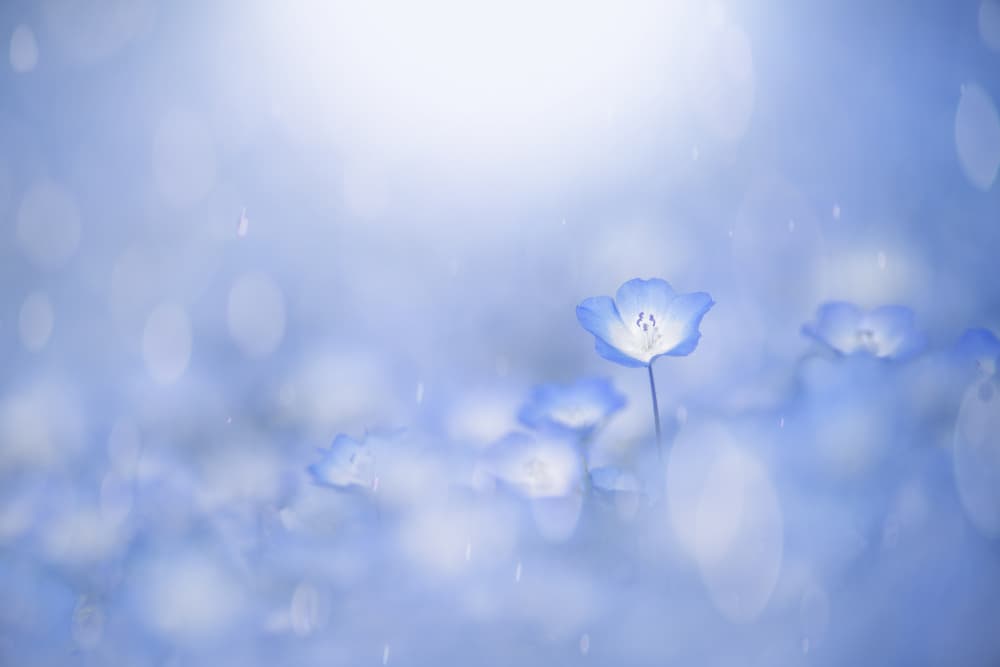 Blue glow by Takashi Suzuki — canvas wall art