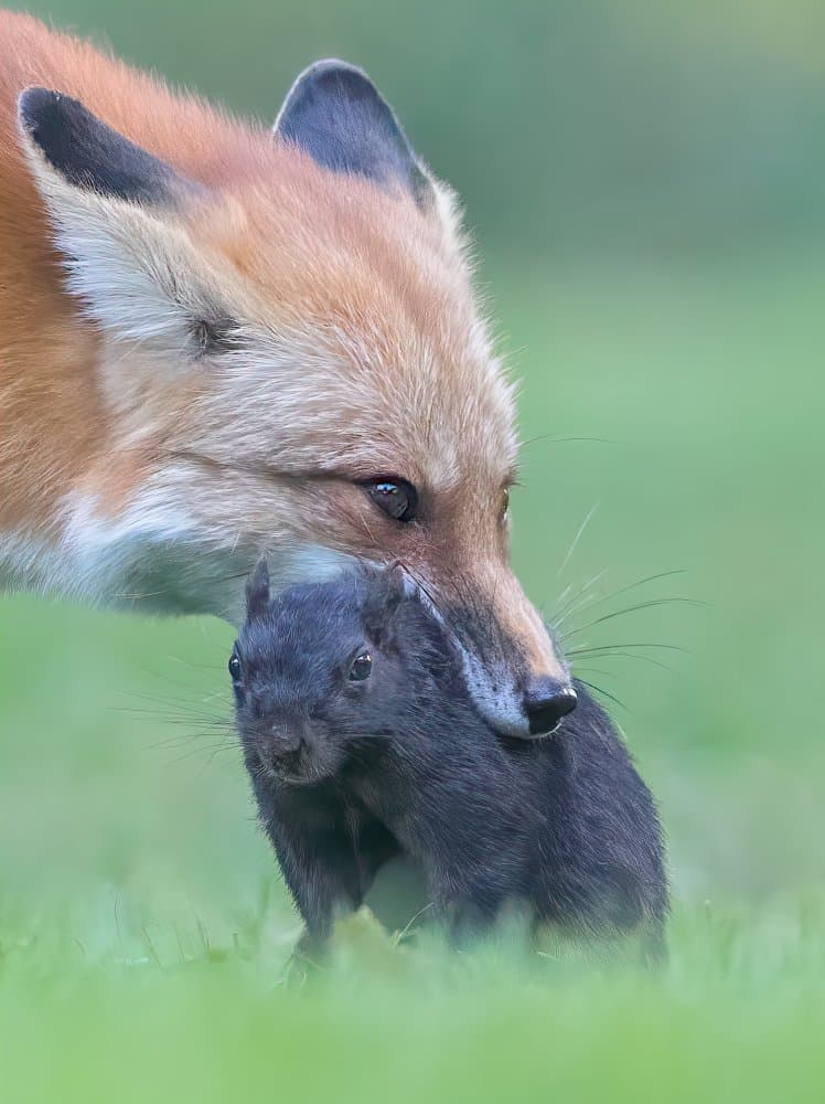 Fox Carrying Squirrel by Jasmine Suo — canvas wall art