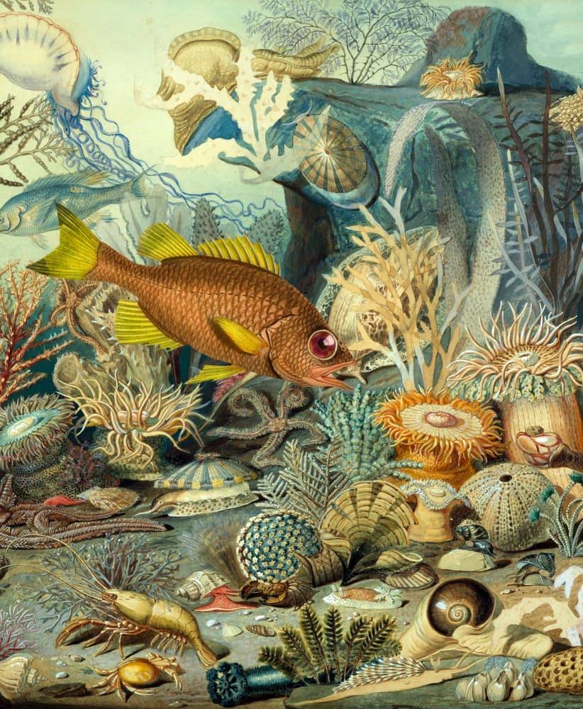 Vibrant Coral Reef Life by Marja van den Hurk — canvas wall art