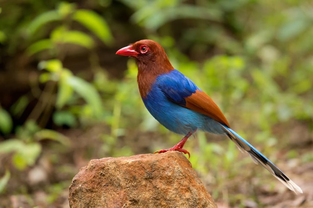 Colorful Tropical Bird by Milan Zygmunt — canvas wall art