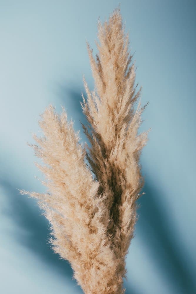 Soft Pampas Plumes by Pictufy Studio III — canvas wall art