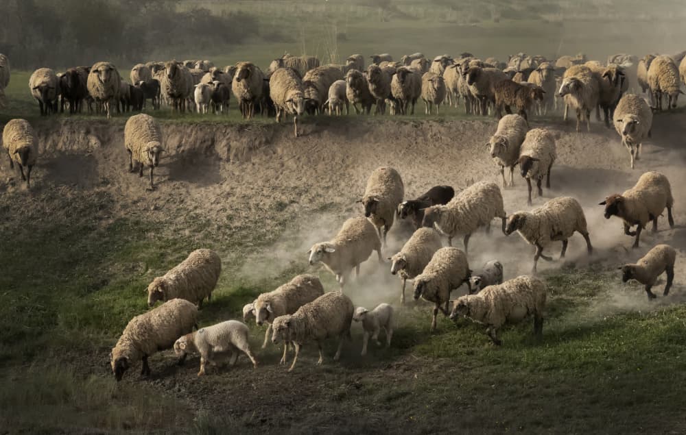 Flock on Dusty Hill by TWEE LIANG WONG — canvas wall art