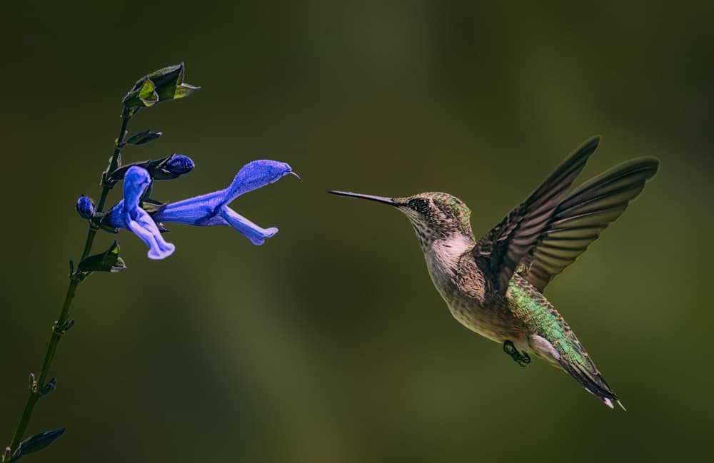 Hummingbird Blue Bloom by Ben.C.L — canvas wall art