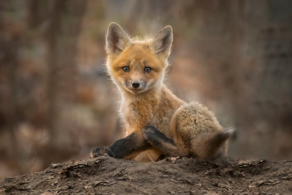 Curious Fox Cub by Larry Deng APA — canvas wall art