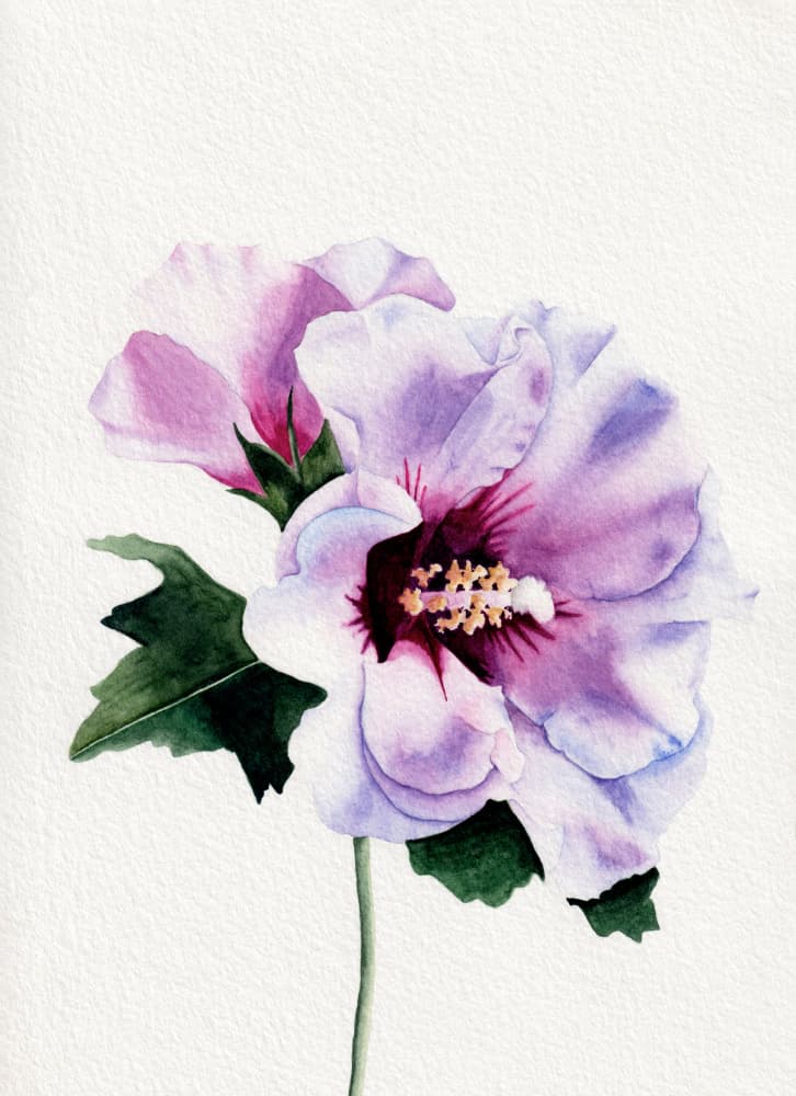 Purple Hibiscus Blooms by Salome — canvas wall art