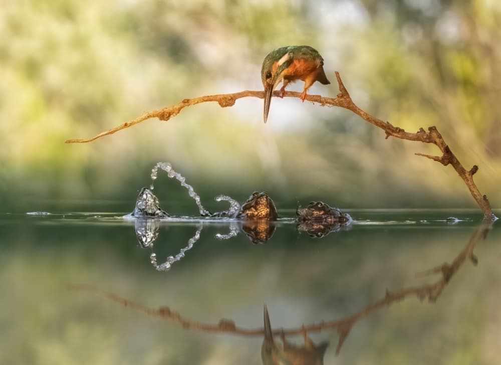 Kingfisher Hunting Dive by Larry Deng APA — canvas wall art