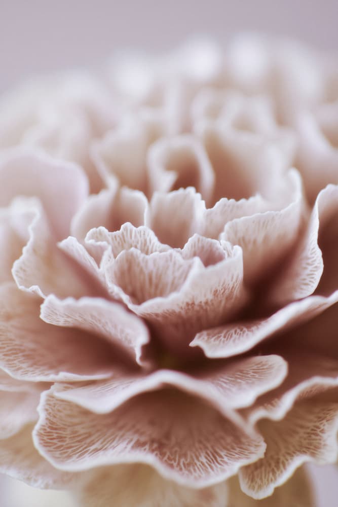 Fragile bloom no 02 by Treechild — canvas wall art