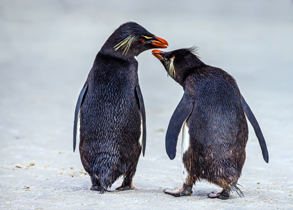 Curious Penguin Interaction by Ning Lin — canvas wall art