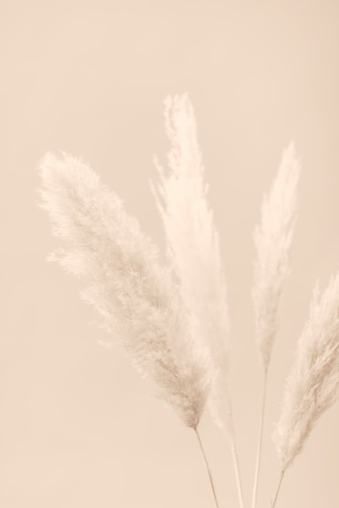 Soft Pampas Plumes by Pictufy Studio III — canvas wall art