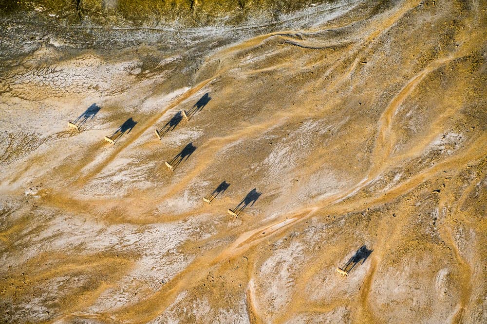 Desert Animals Long Shadows by John Fan — canvas wall art