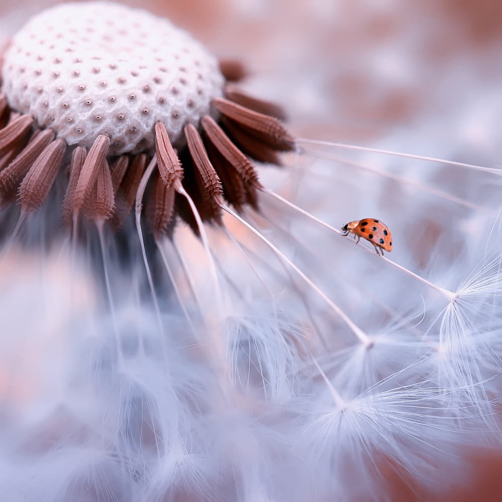 Ladybug on Dandelion Fluff by Edy Pamungkas — canvas wall art