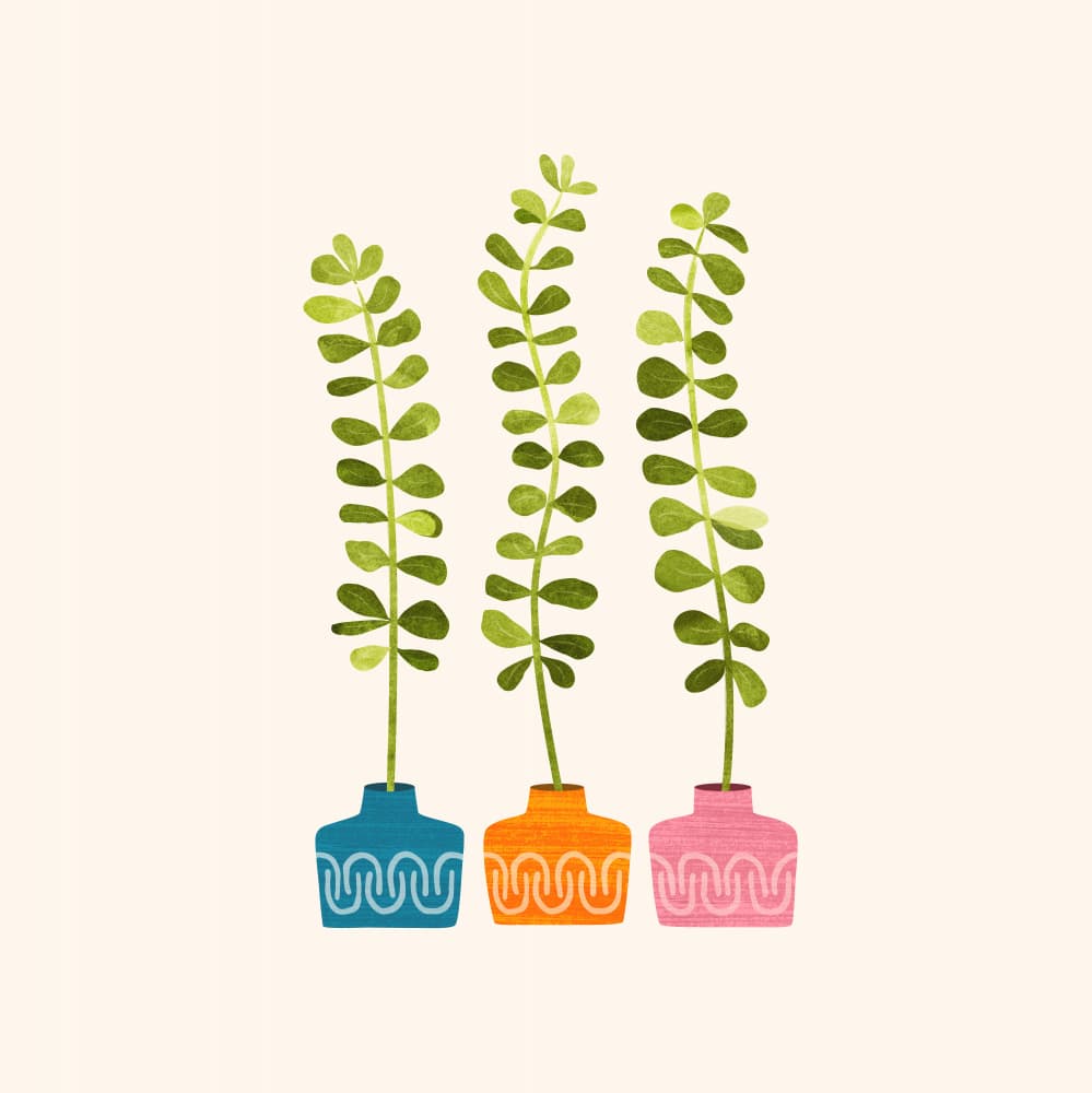 Sweet Sprouts Sq by Kristian Gallagher — canvas wall art