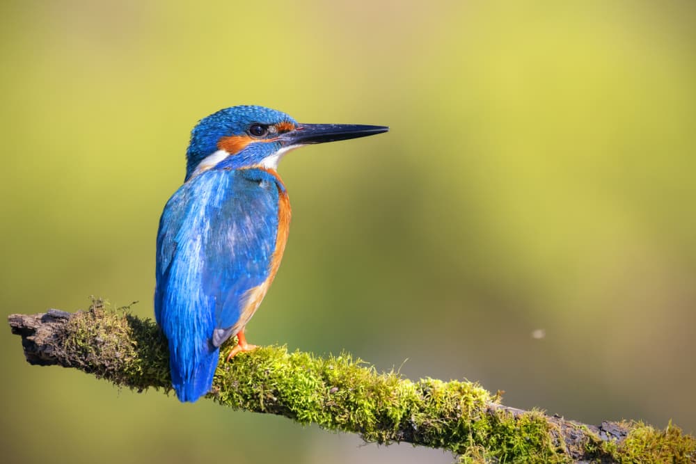 Vibrant Kingfisher On Branch by TONY GORAN — canvas wall art