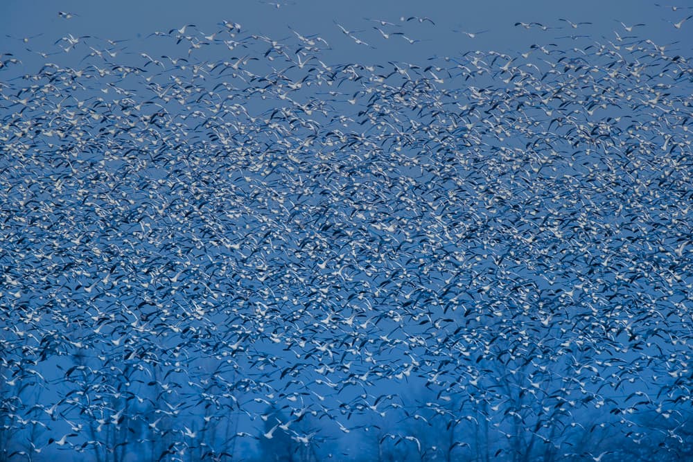 Sky Full of Geese by Judy Tseng — canvas wall art