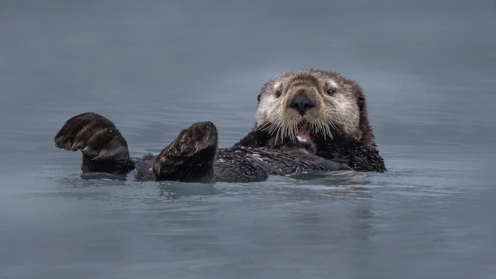 Curious Sea Otter by Qing Zhao — canvas wall art