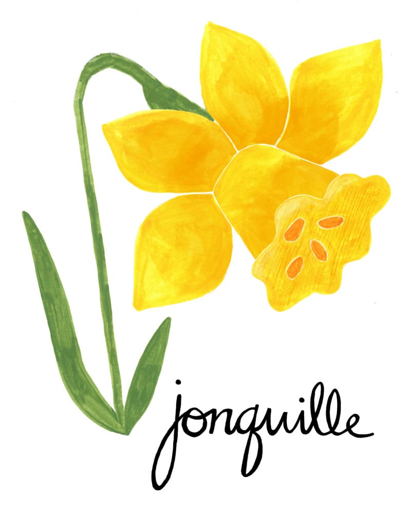 Yellow Jonquil Illustration by Susan Black — canvas wall art