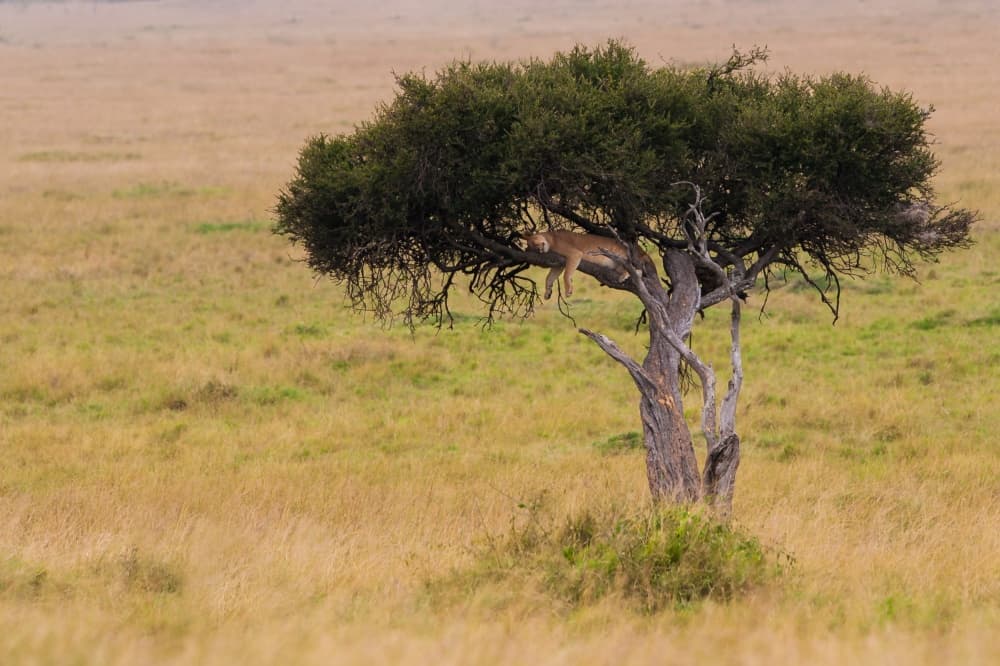 Sleeping Lion in Tree by Mohammed Alnaser — canvas wall art