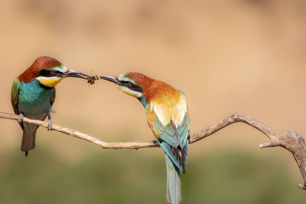 Vibrant Bee-eater Pair by GENNARO DI NOTO — canvas wall art