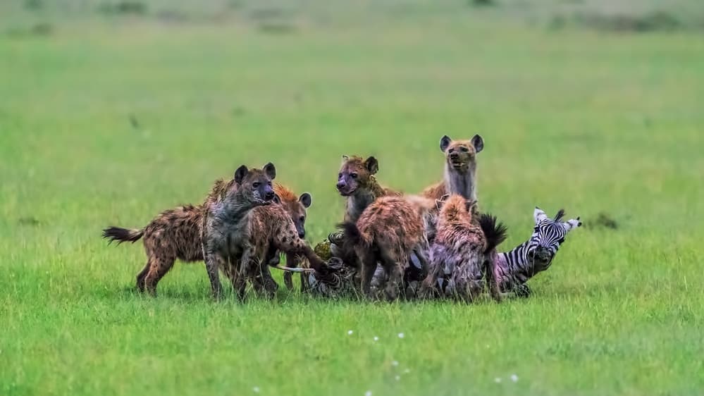 Hyenas Hunting Zebra by Jun Zuo — canvas wall art