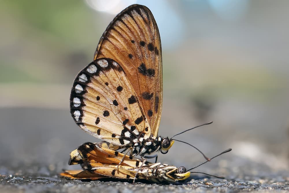 Intimate Butterfly Moment by Fauzan Maududdin — canvas wall art