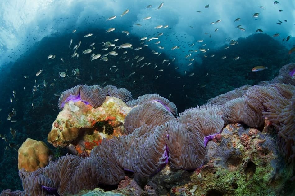 Vibrant Anemone Coral Reef by Andrey Narchuk — canvas wall art