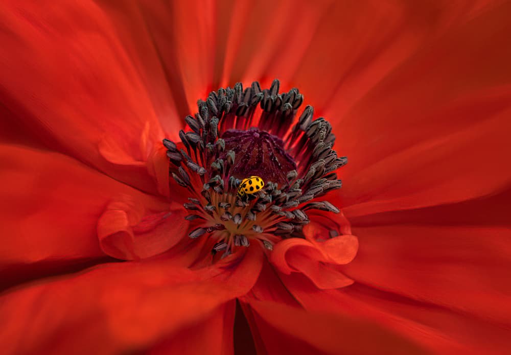 Red Poppy Ladybug by Molly Fu APA — canvas wall art
