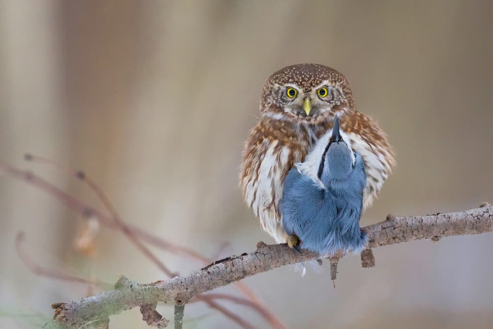 Pygmy Owl Hunter by Dmitry Doronin — canvas wall art