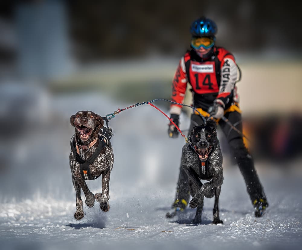 Skijoring Dogs In Action by Annie Poreider — canvas wall art