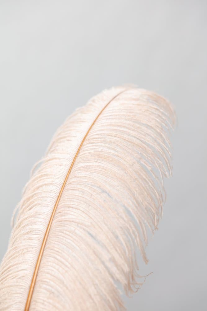 Soft Ostrich Feather by Pictufy Studio III — canvas wall art