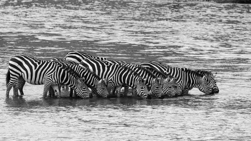 Zebras Drinking River by Som Prasad — canvas wall art