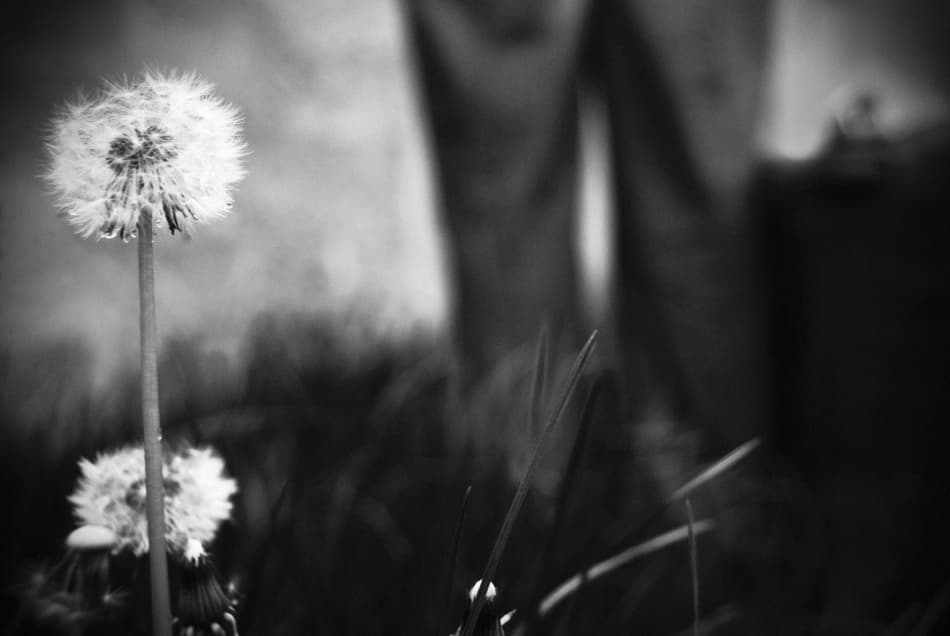 Soft Dandelion Seeds by Codrin Lupei — canvas wall art