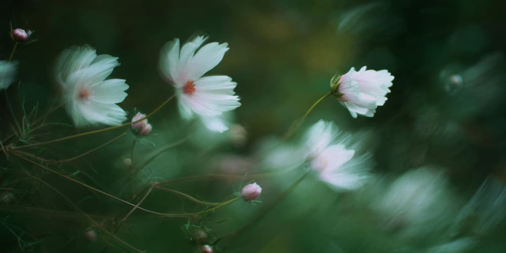 Soft White Cosmos by Treechild — canvas wall art