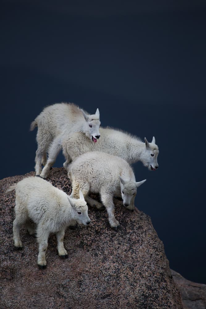 Playful Mountain Goat Kids by verdon — canvas wall art