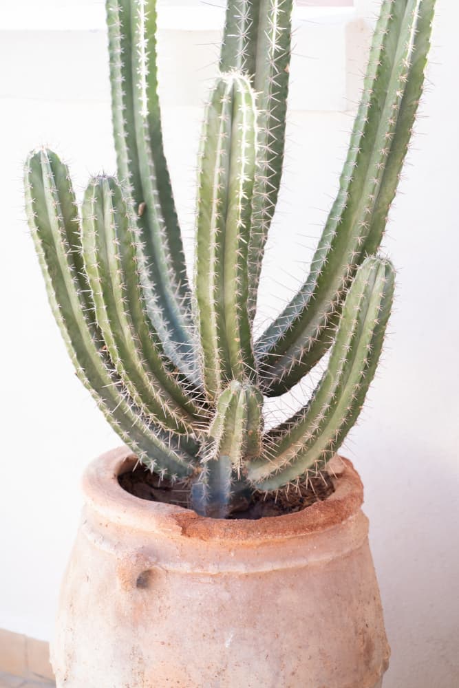 Rustic Potted Cactus by Henrike Schenk — canvas wall art