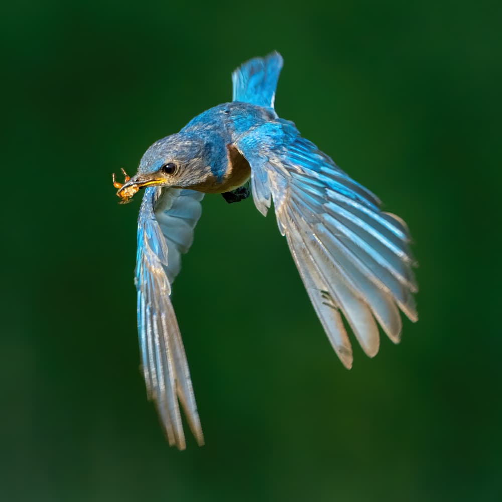 Bluebird Capturing Prey by Alex Li — canvas wall art