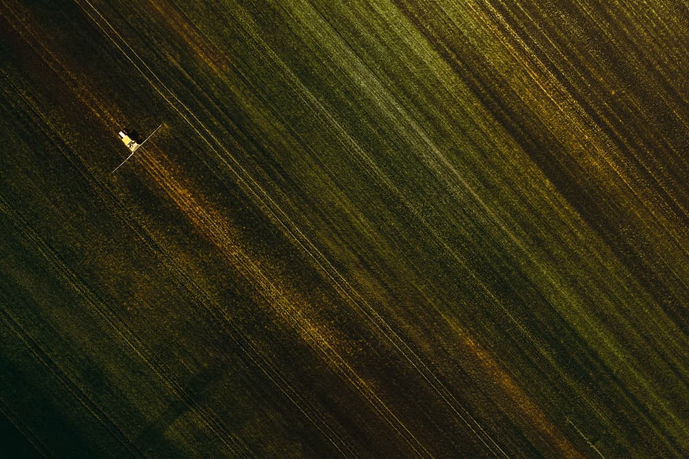 Golden Crop Field by Carmine Chiriacò — canvas wall art
