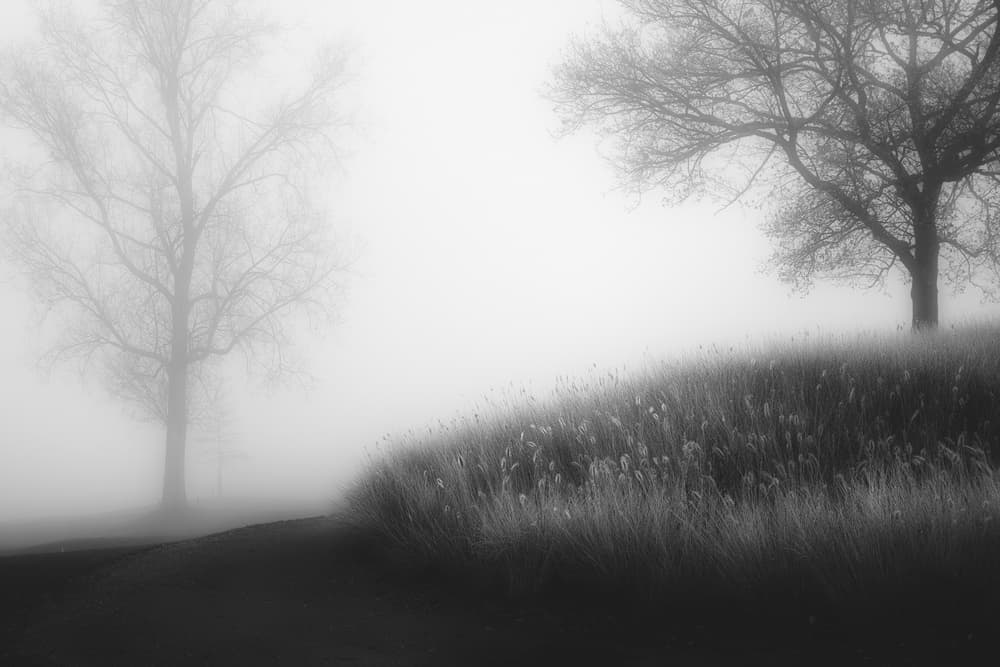 Misty Winter Trees by Marc Huybrighs — canvas wall art