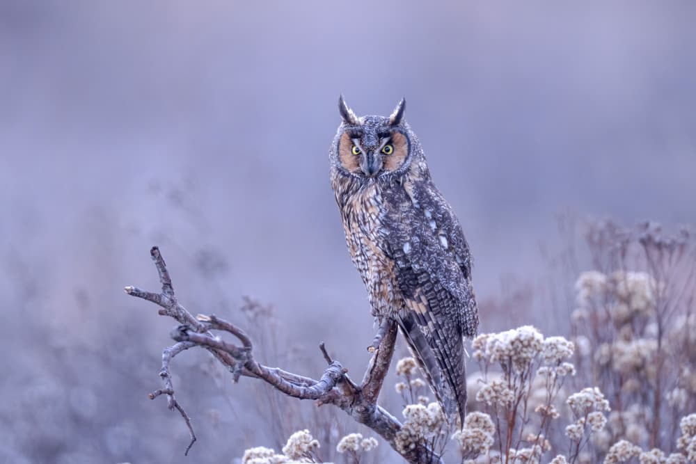 Majestic Long-Eared Owl by Max Wang — canvas wall art
