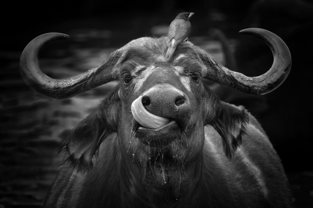 Funny Buffalo Licking Nose by Ali Khataw — canvas wall art