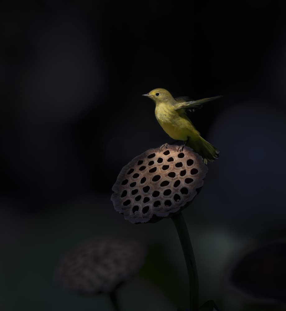 Yellow Warbler Lotus Perch by Judy Tseng — canvas wall art