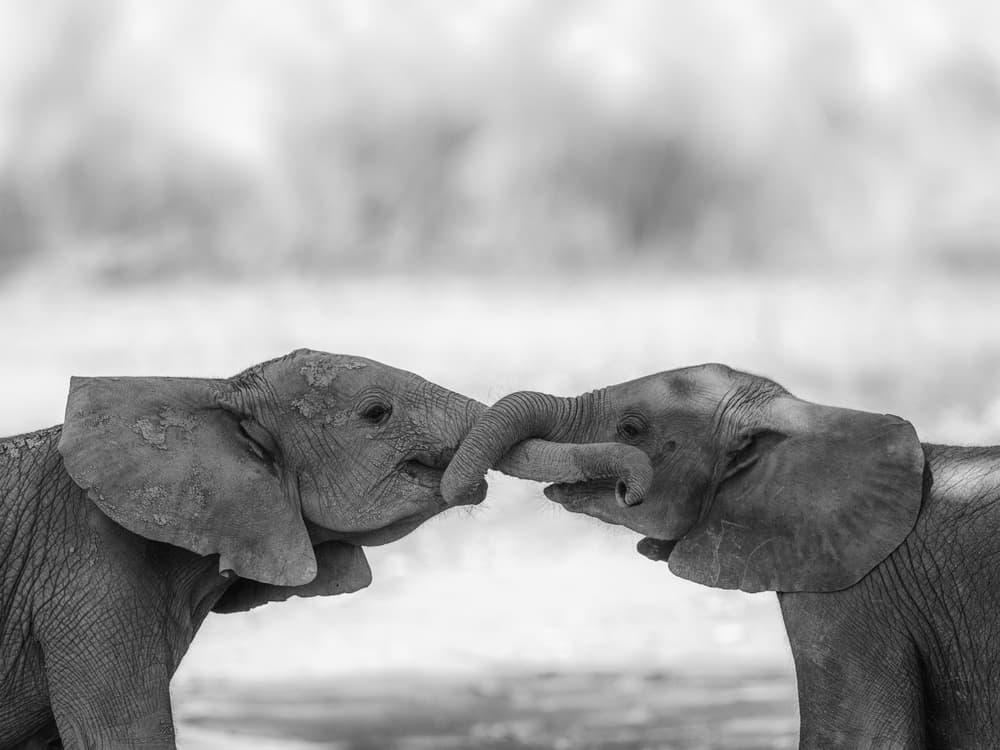 Gentle Elephant Bond by Jaco Marx — canvas wall art
