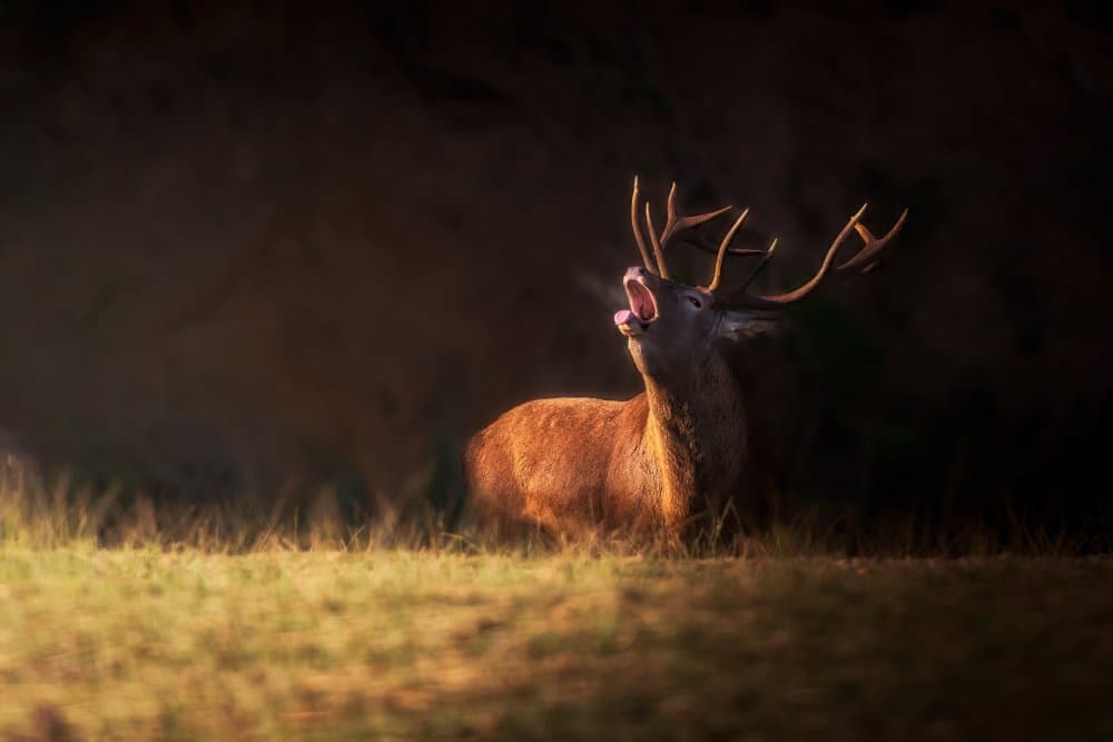 Roaring Red Stag by Sergio Saavedra Ruiz — canvas wall art